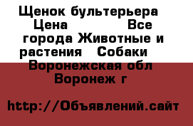 Щенок бультерьера › Цена ­ 35 000 - Все города Животные и растения » Собаки   . Воронежская обл.,Воронеж г.